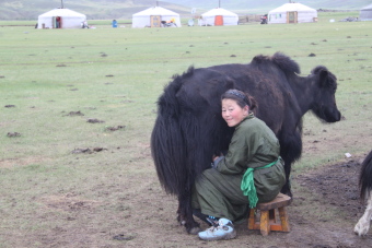 Vie quotidienne des nomades de Mongolie : &eacute;levage traditionnel nomade, nourriture, r&eacute;partition des t&acirc;ches - Randocheval Mongolie