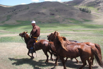 Le cheval Mongol - morphologie, caract&egrave;re, histoire et &eacute;levage - Randocheval Mongolie / Absolu Voyages