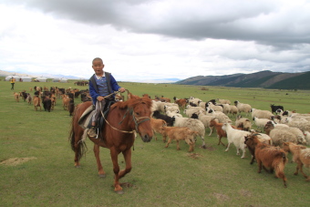 Vie quotidienne des nomades de Mongolie : &eacute;levage traditionnel nomade, nourriture, r&eacute;partition des t&acirc;ches - Randocheval Mongolie