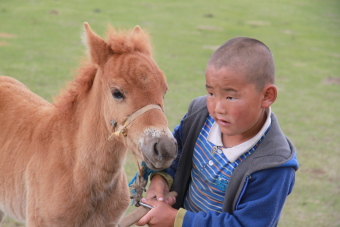 Le cheval Mongol - morphologie, caract&egrave;re, histoire et &eacute;levage - Randocheval Mongolie / Absolu Voyages