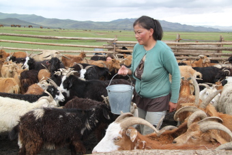 Vie quotidienne des nomades de Mongolie : &eacute;levage traditionnel nomade, nourriture, r&eacute;partition des t&acirc;ches - Randocheval Mongolie
