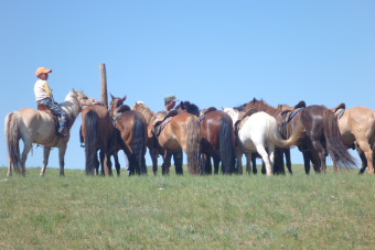 Le cheval Mongol - morphologie, caract&egrave;re, histoire et &eacute;levage - Randocheval Mongolie / Absolu Voyages