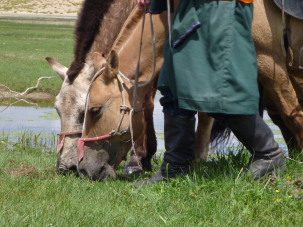 Le cheval Mongol - morphologie, caract&egrave;re, histoire et &eacute;levage - Randocheval Mongolie / Absolu Voyages