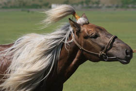 Pourquoi choisir Randocheval Mongolie : souplesse et qualit&eacute; d'une agence locale mongole francophone et service et garanties d'une agence de voyages fran&ccedil;aise - Randocheval Mongolie, structure locale de Randocheval et Absolu Voyages