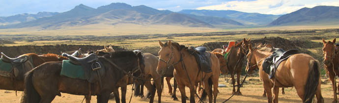 Le cheval Mongol - morphologie, caract&egrave;re, histoire et &eacute;levage - Randocheval Mongolie / Absolu Voyages