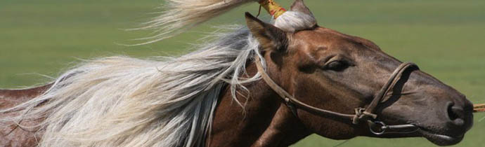 F&ecirc;te de Naadam en Mongolie - courses de chevaux, lutte mongole, tir &agrave; l'arc, &agrave; Oulan Bator et en Province - Randocheval Mongolie / Absolu Voyages