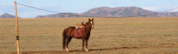 Harnachement traditionnel du cheval Mongol : selle, bridon et mors du cheval des nomades de Mongolie - Randocheval Mongolie