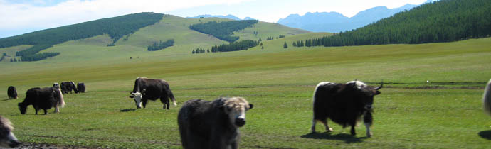 Randocheval Mongolie