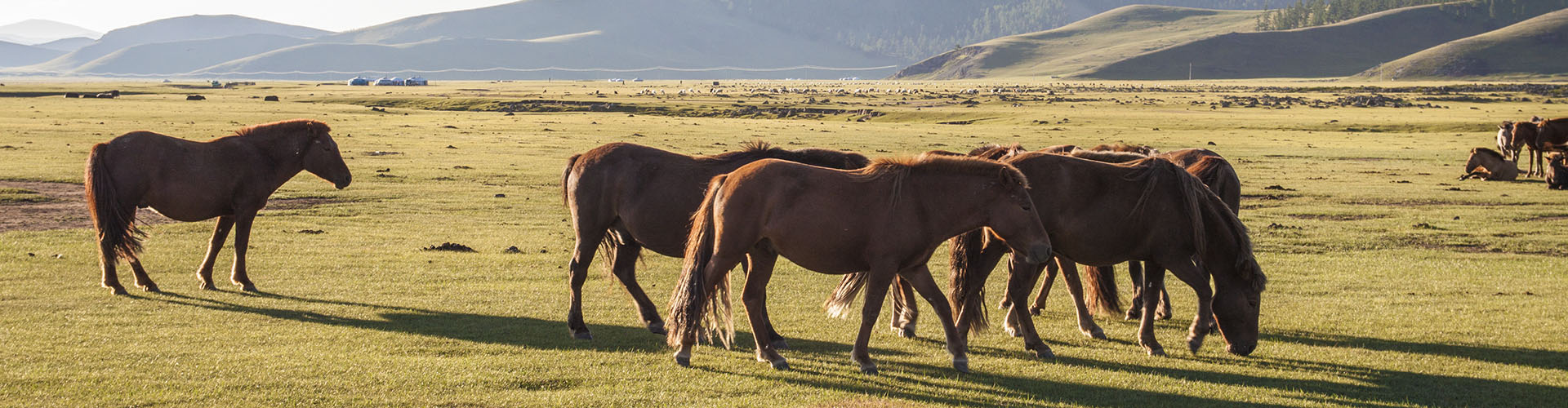 Rando Cheval Mongolie