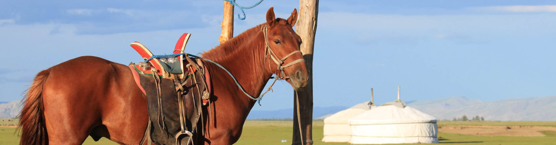 Rando Cheval Mongolie