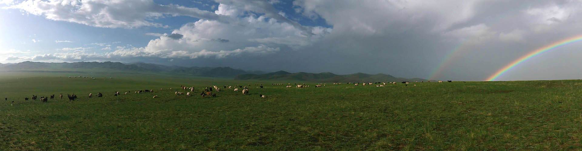 Rando Cheval Mongolie