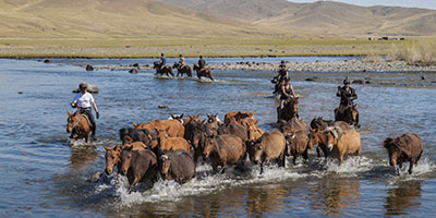 Rando Cheval Mongolie