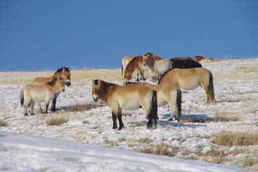 Rando Cheval Mongolie - Voyage, trekking et randonnée