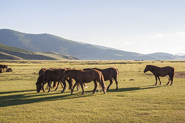 Rando Cheval Mongolie - Voyage, trekking et randonnée