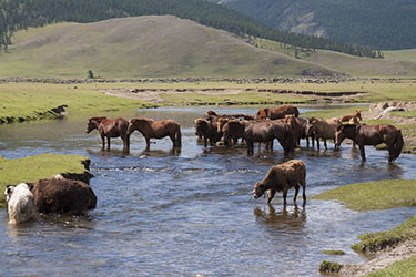 Rando Cheval Mongolie - Voyage, trekking et randonnée