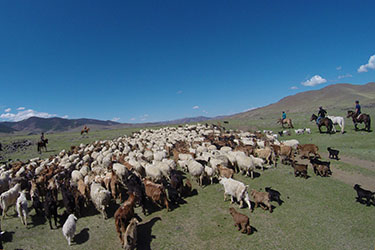 randonnee cheval transhumance