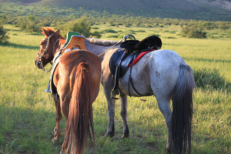 Rando Cheval Mongolie - Voyage équestre Premium de luxe
